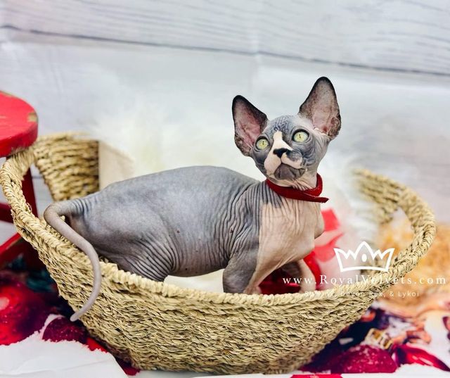 Sphynx devon rex kittens fashion